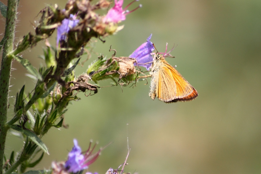 PIERIS RAPAE?